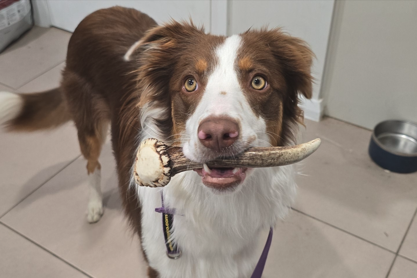 Elsie the border collie
